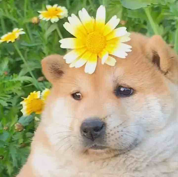 翻斗花园江北