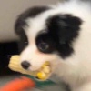 虚拟投资专家