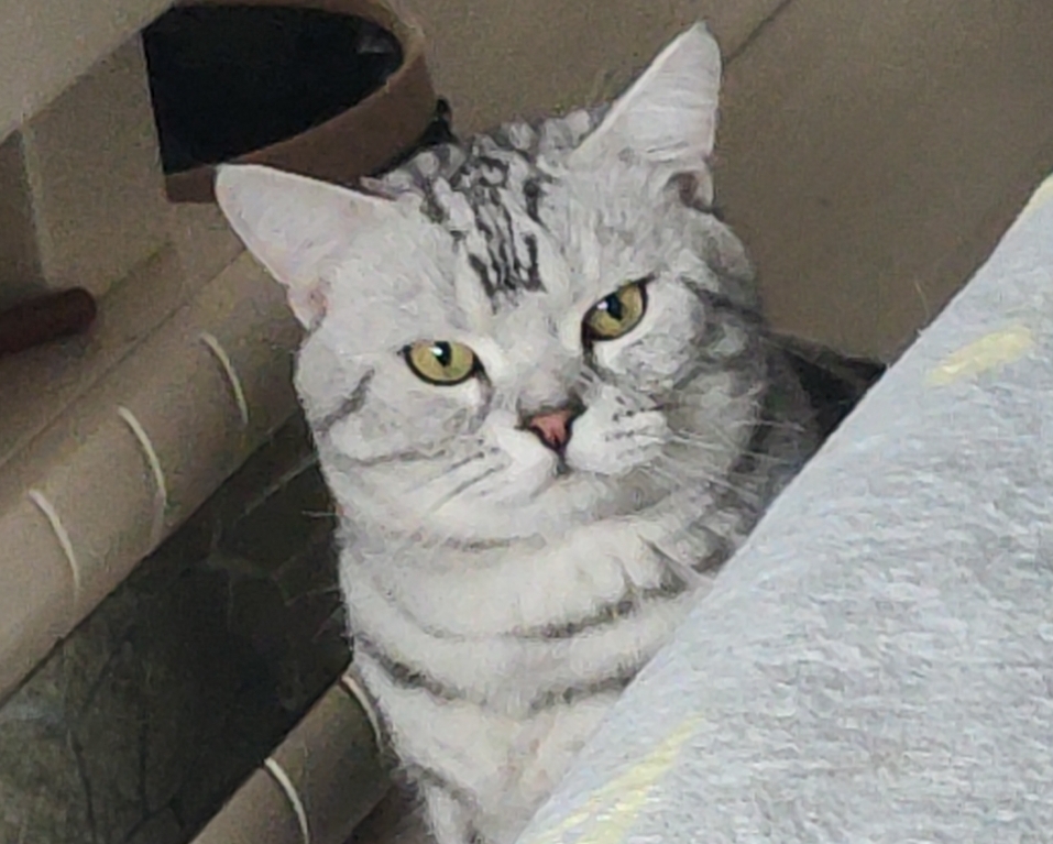 沙场不倒翁