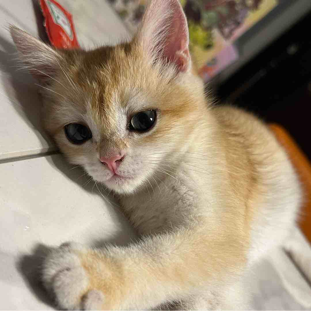 出生平台whatcanisay