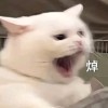路过的靓仔