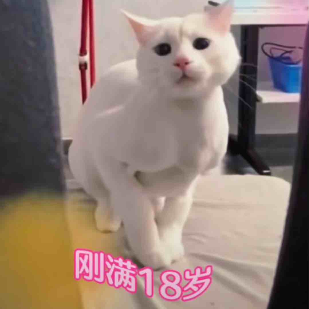 颖儿世界可飞