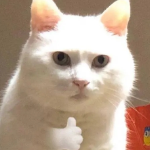 自动收货已开放心丢