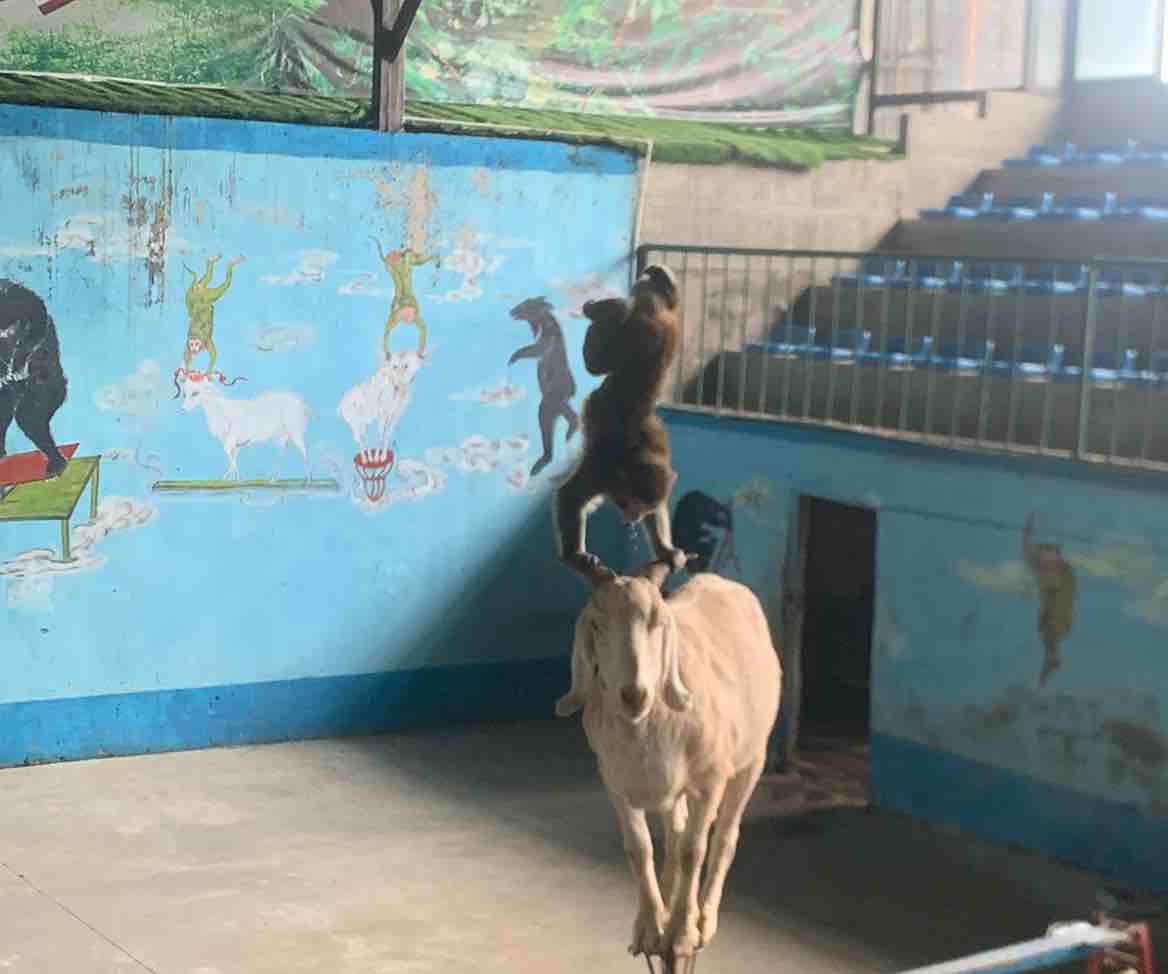 未必是镶了钻的