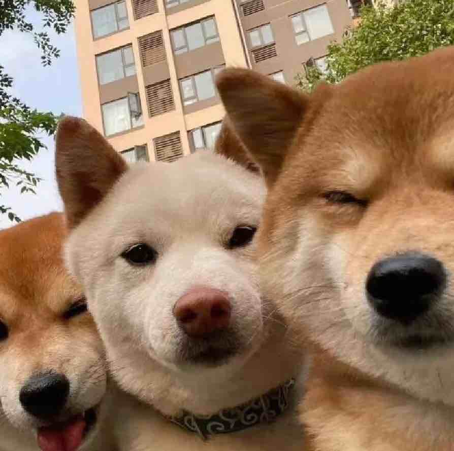 退坑不玩了