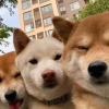 退坑不玩了
