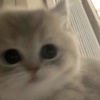 小猫在线秒发