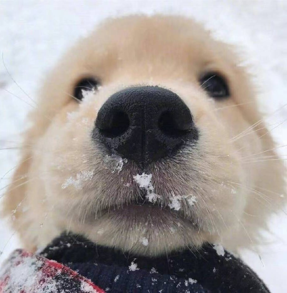 雪地狗二号仓