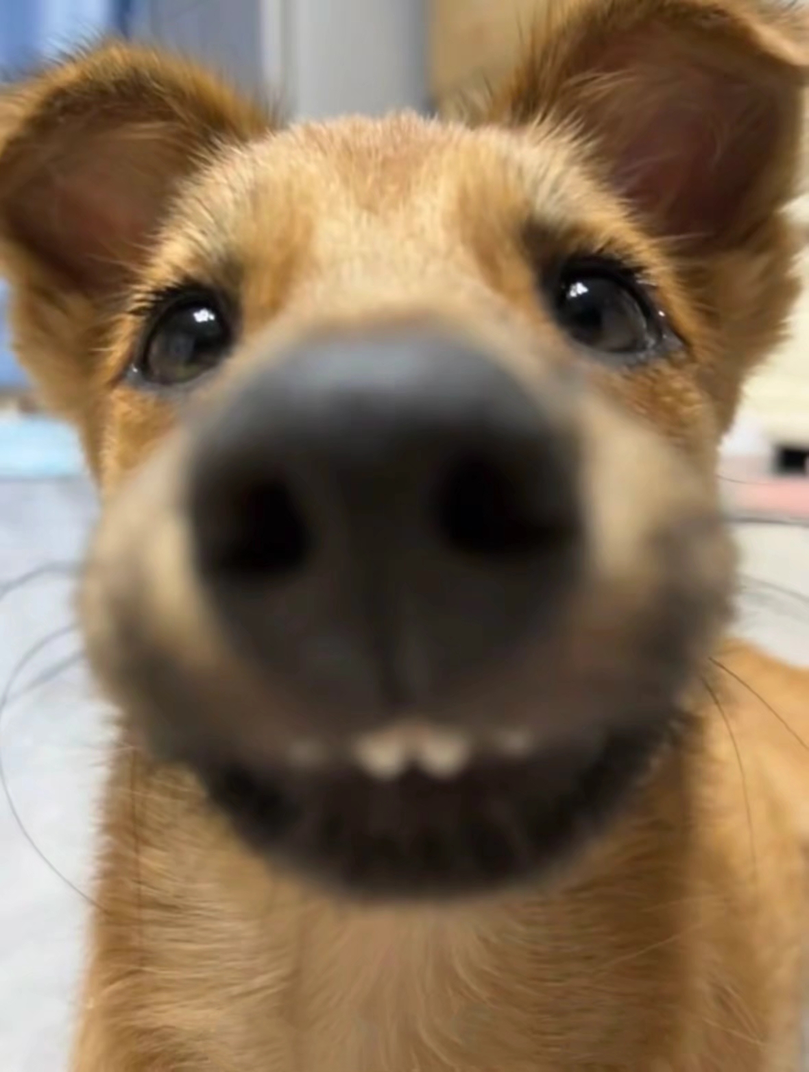 老板看看我