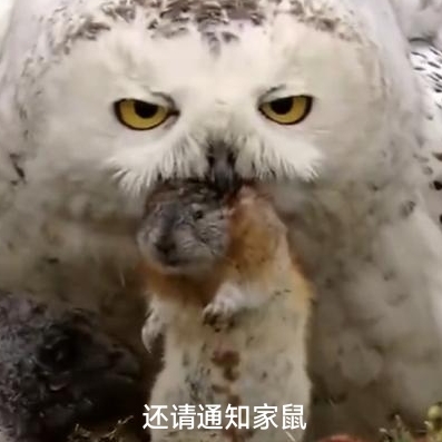玩家1343328657585004544