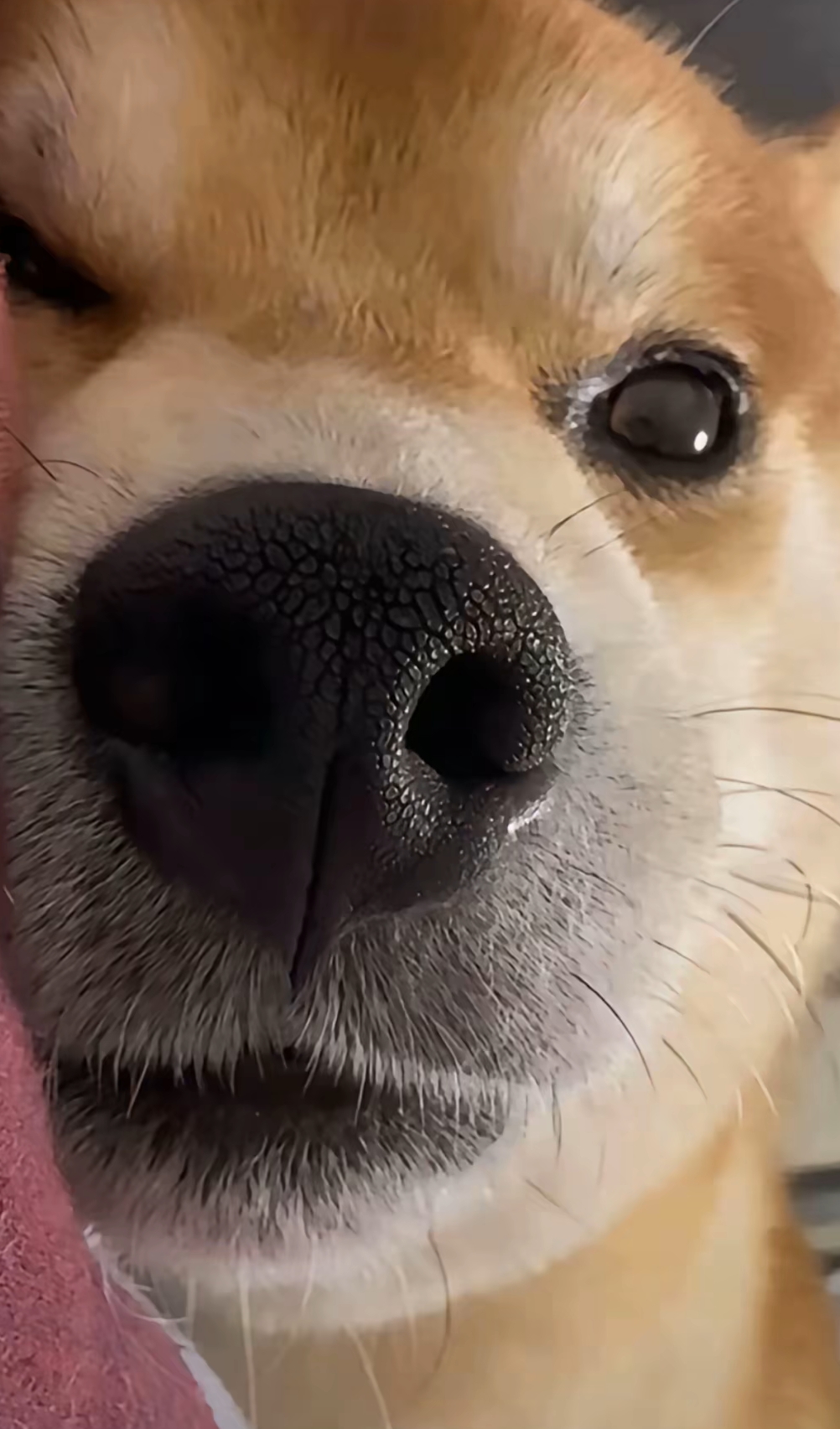 求求你就给我爸