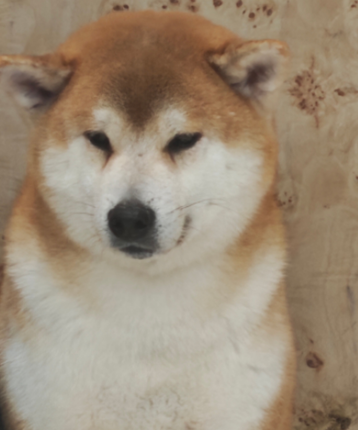 带派的芙卡洛斯