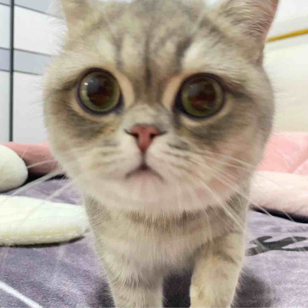 锅巴zzz