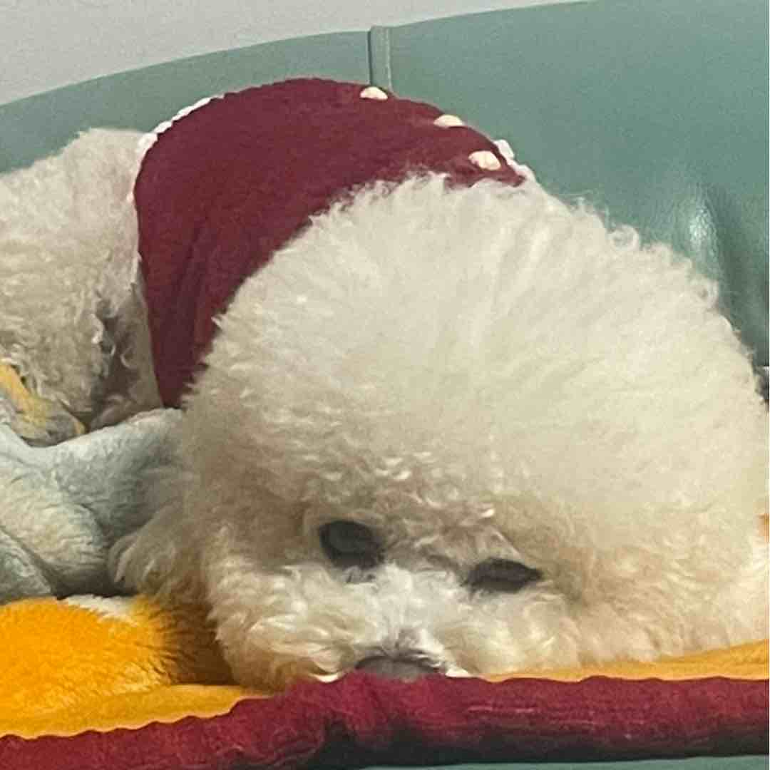 真能中吗