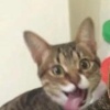 我去买几个橘子
