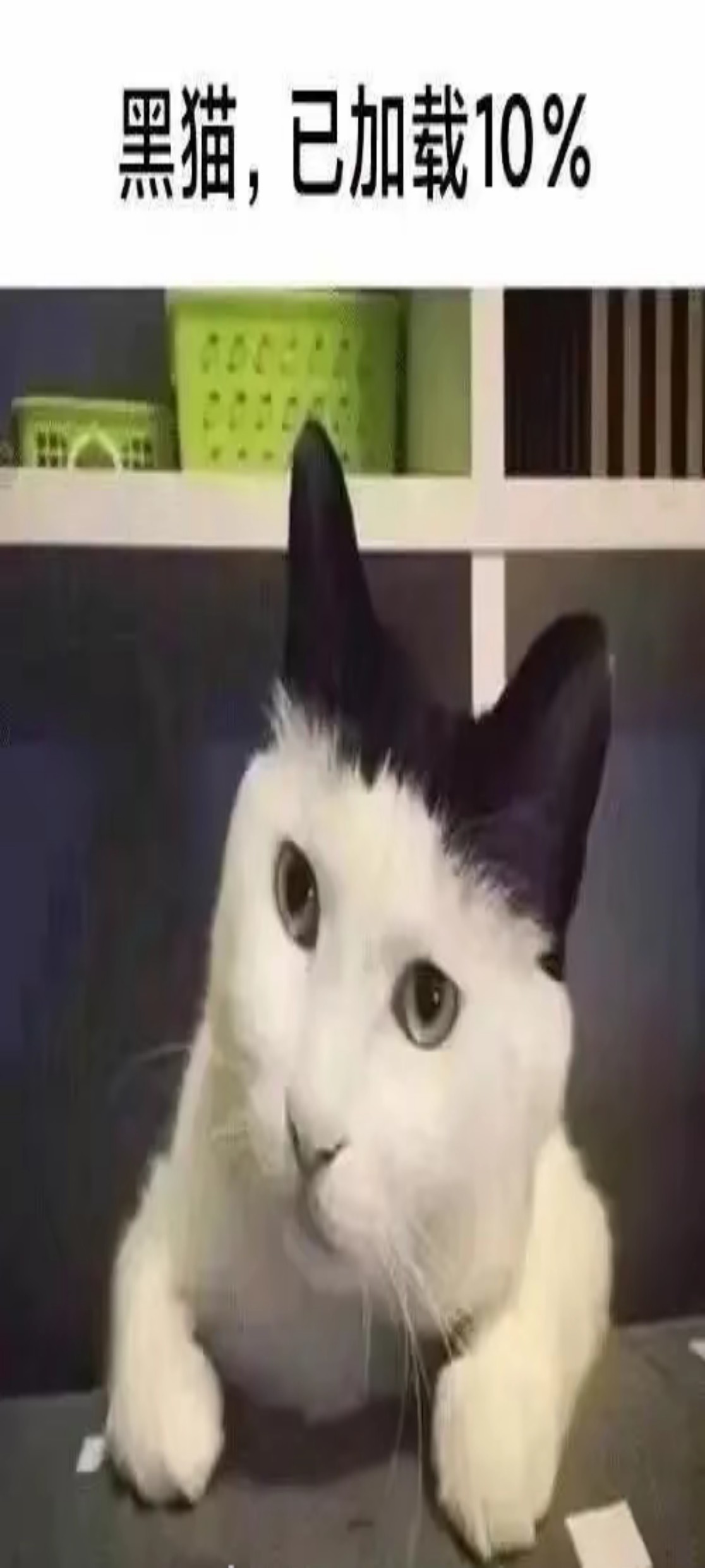 开朗的根号猫
