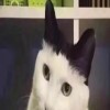 开朗的根号猫