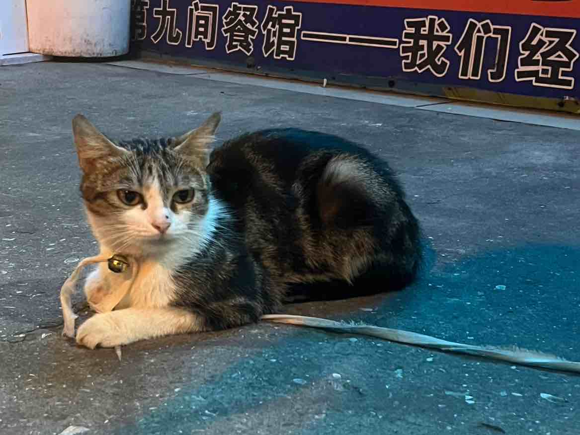 清纯女大自用