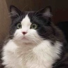 玩家1265893204081373184