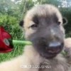 来自俄罗斯小土狗
