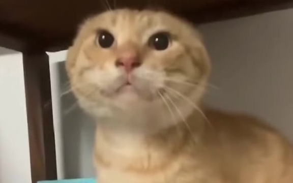 秒发耄耋