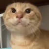 秒发耄耋