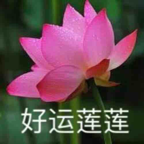 扛着猪跑