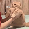 丹青映月明