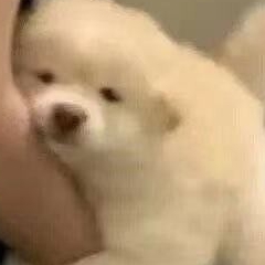 吃饭了嘛