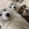 不会的人