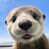 初*的蝉鸣
