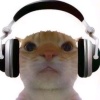 孤单听雨的猫
