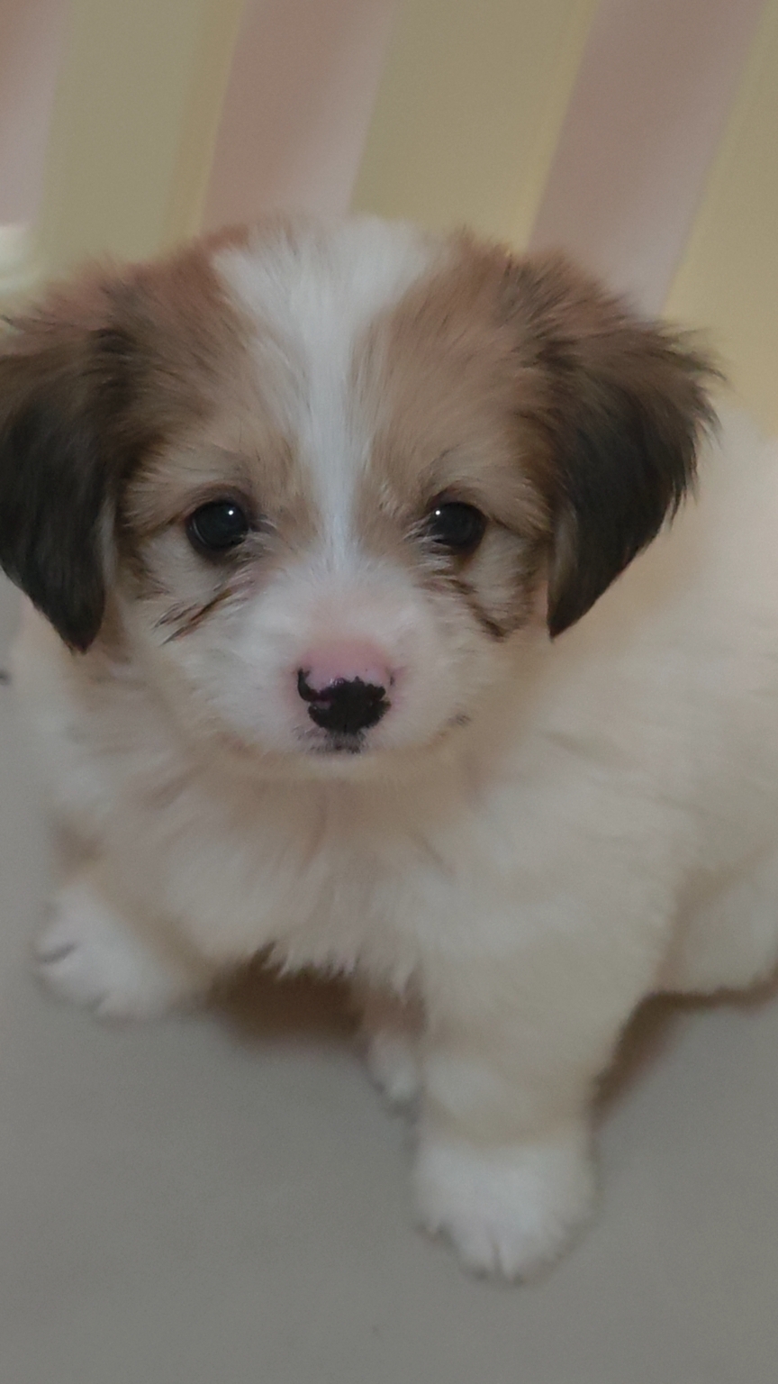 玩家1398508281676259328