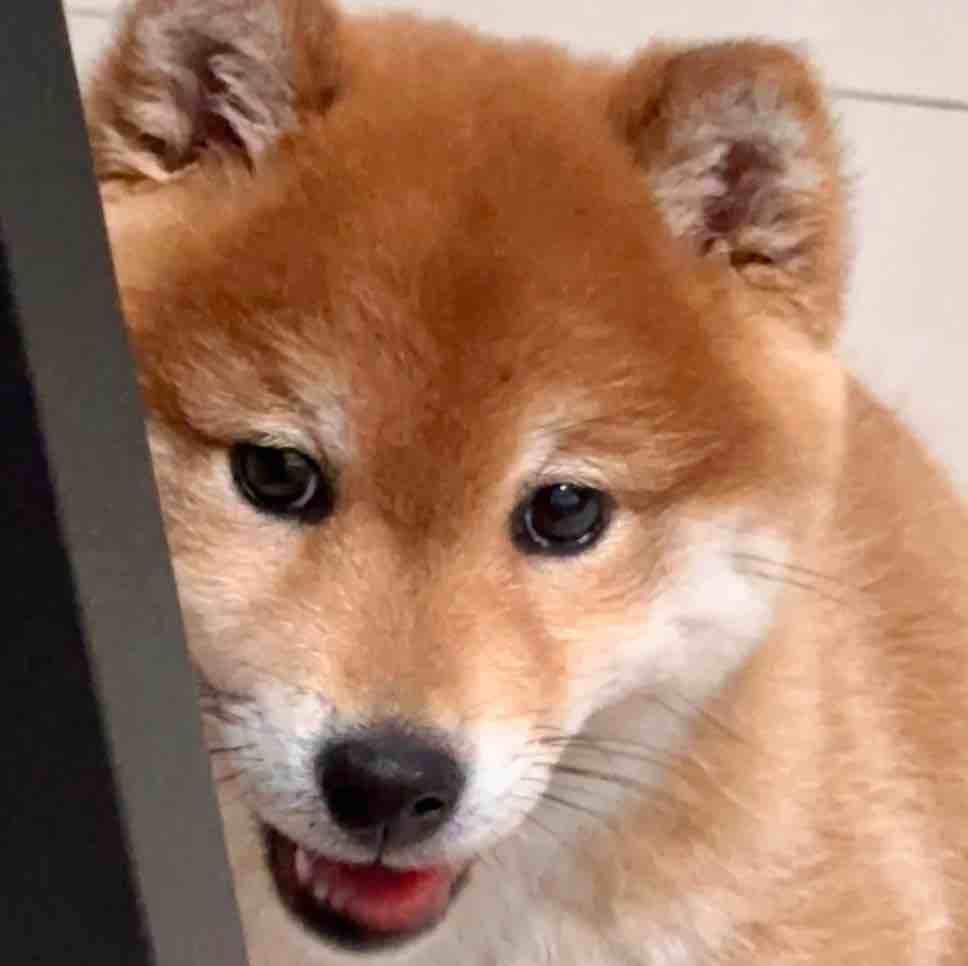 玉米地里吃过亏