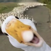 一带一带哈基米