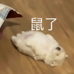 想死鼠鼠了