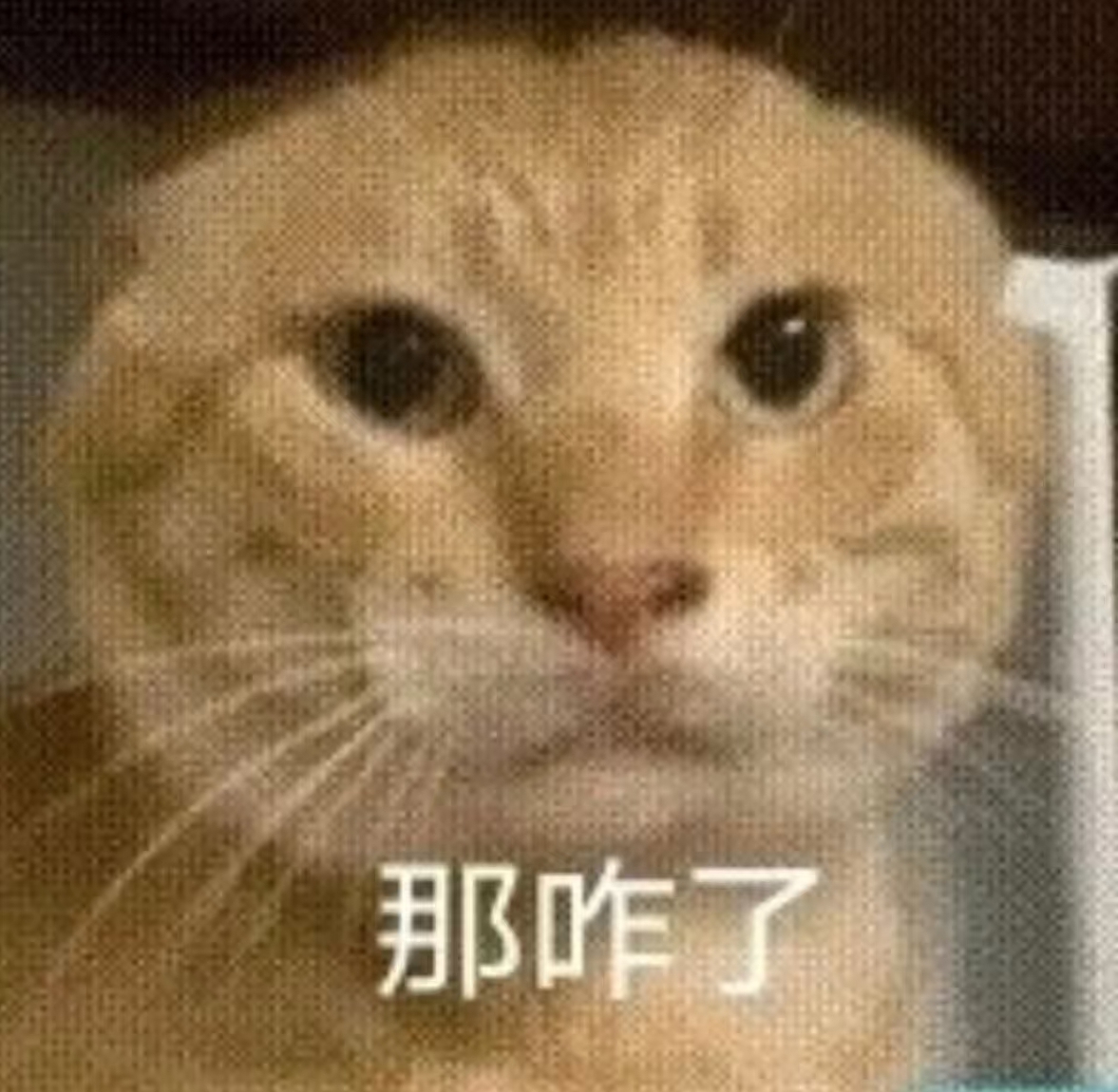 顾顾家的小白哥