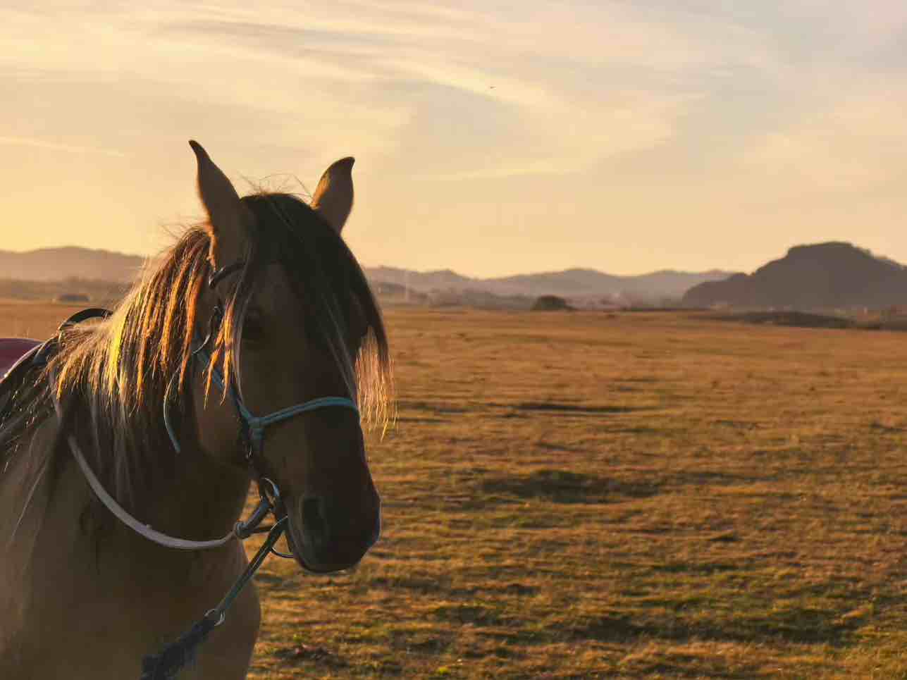 玩家1112617735128076288