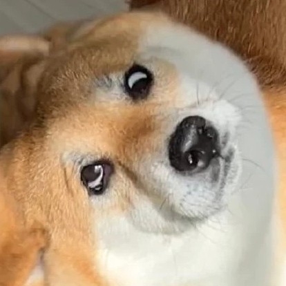 鼠叔豪h