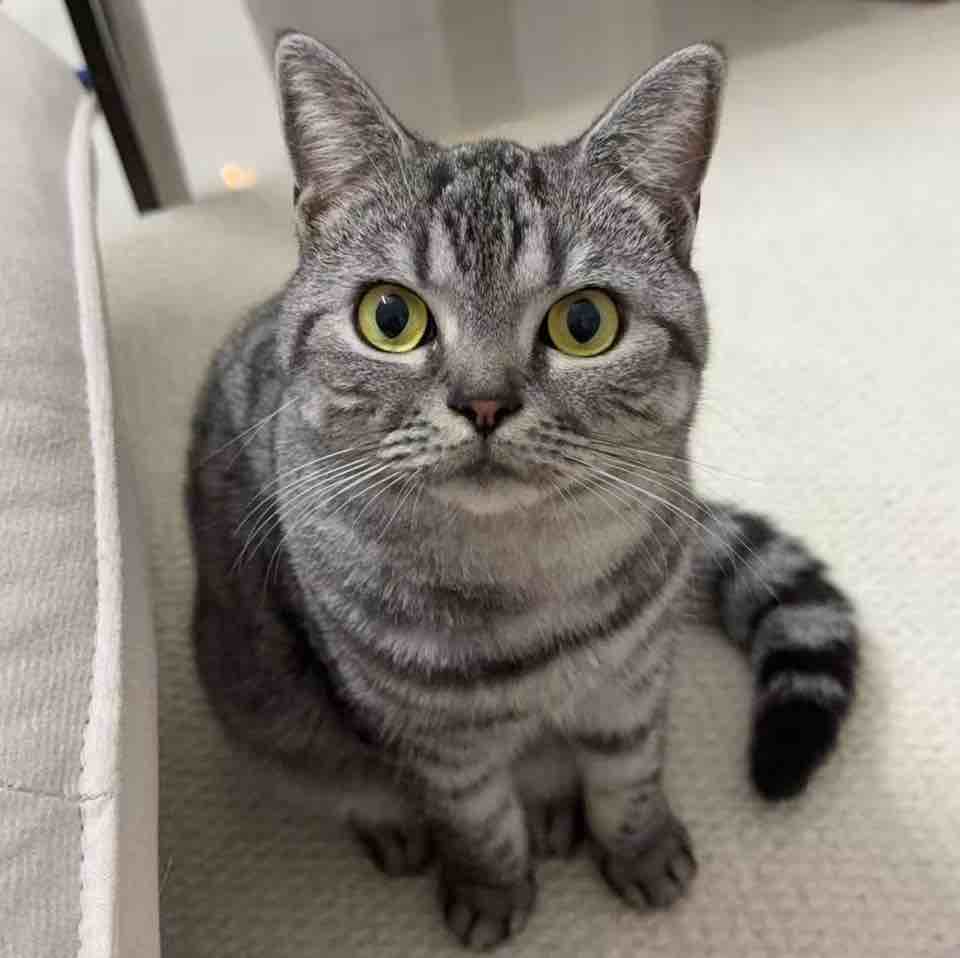 对唔住我系警察