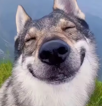 半月犭苗的店铺