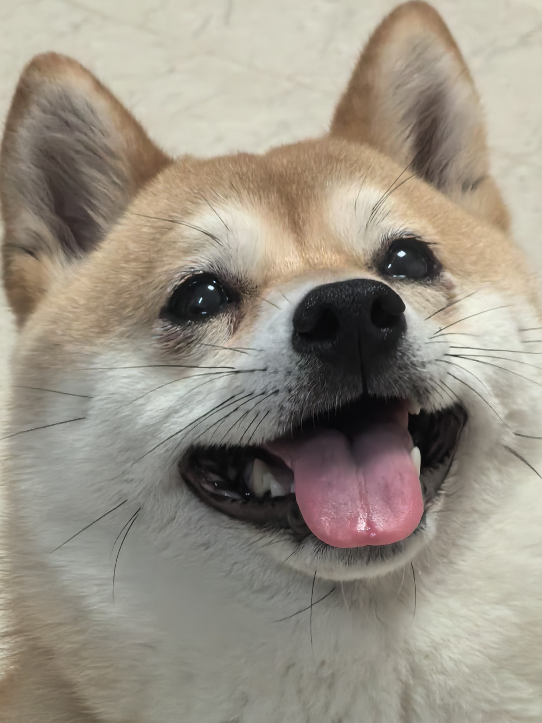 板栗板栗