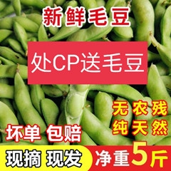 苏毛豆A