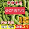 苏毛豆A