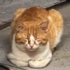 meng
