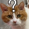 问号猫全自动