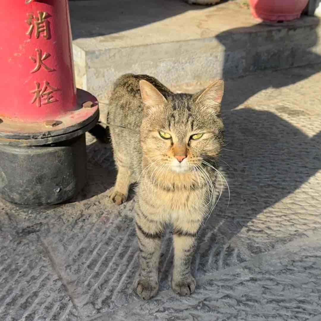 幽幽斯麻