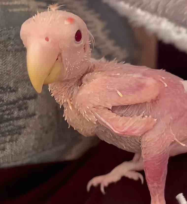 中就疯狂充