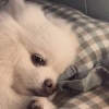 别踩我狗爪爪的小屋