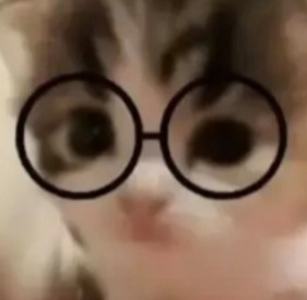 冬季小猫